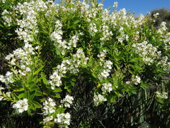 Veronica rakaiensis