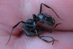 Paltothyreus tarsatus