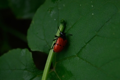 Chrysomeloidea