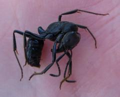 Paltothyreus tarsatus