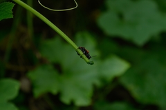 Chrysomeloidea