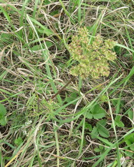 Seseli annuum