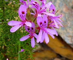 Pelargonium denticulatum