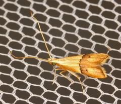 Crocanthes prasinopis