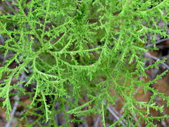 Pelargonium denticulatum