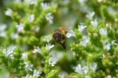 Apis mellifera