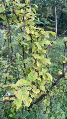 Magnoliopsida