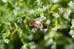 Apis mellifera