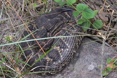 Crotalus durissus terrificus