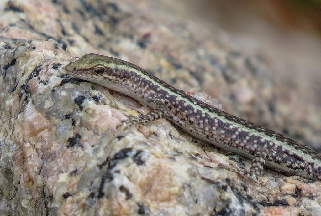 Coastal Snake-Eyed Skink