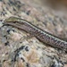 Coastal Snake-eyed Skink - Photo (c) tanyahattingh, some rights reserved (CC BY-NC)