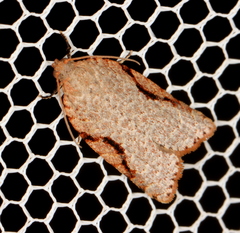 Meritastis piperata
