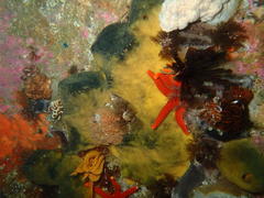 Tambja capensis