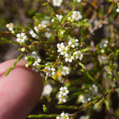 Coleonema juniperinum
