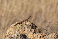 Pseudocordylus melanotus