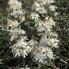Olearia pimeleoides