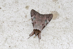 Catocala macula