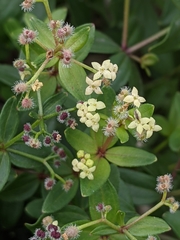 Galium oreganum
