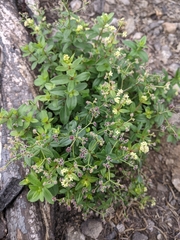 Galium oreganum