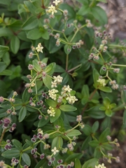 Galium oreganum