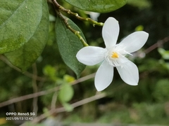 Wrightia antidysenterica