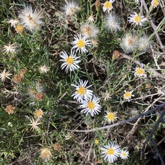 Minuria cunninghamii