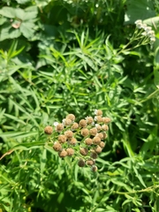 Achillea salicifolia
