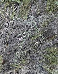 Indigofera sp11