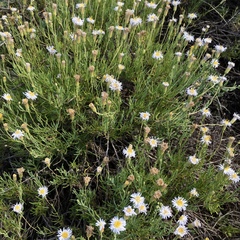 Minuria cunninghamii