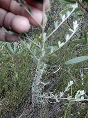 Indigofera sp11
