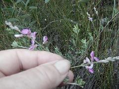 Indigofera sp11