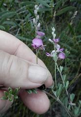 Indigofera sp11