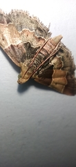 Pyralis pictalis