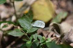 Leptosia alcesta