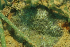 Stichodactyla tapetum