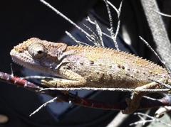 Bradypodion gutturale