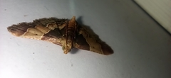 Pyralis pictalis