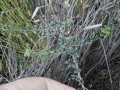 Indigofera sp11