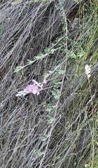 Indigofera sp11