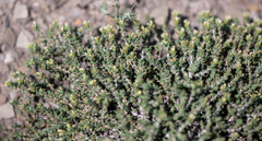 Nanophyton grubovii