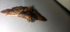 Pyralis pictalis