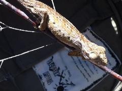 Bradypodion gutturale