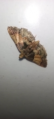 Pyralis pictalis