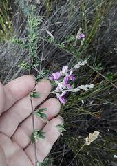 Indigofera sp11