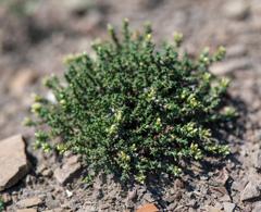 Nanophyton grubovii