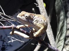 Bradypodion gutturale