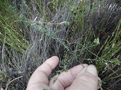 Indigofera sp11