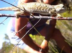 Bradypodion gutturale