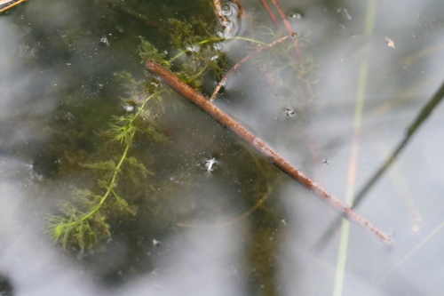 Utricularia australis iNat (2)