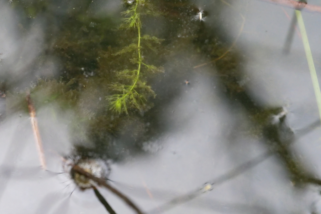 Utricularia australis R.Br. 3